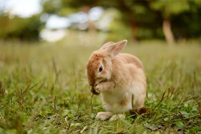 lapin
